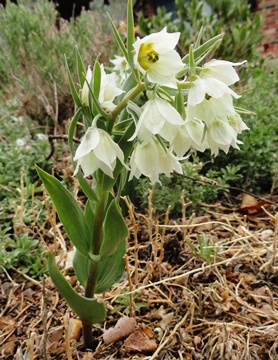 Fritillaria bucharica 2012