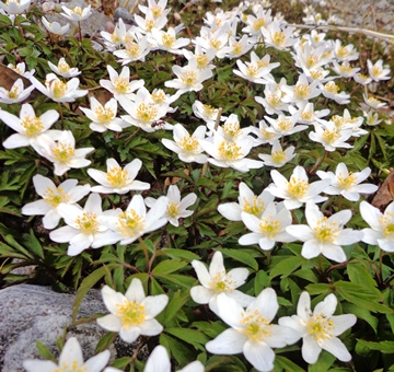 Anemone nemorosa DSC05449