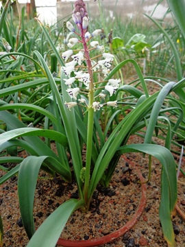 Bellevalia sp. in the bulb house