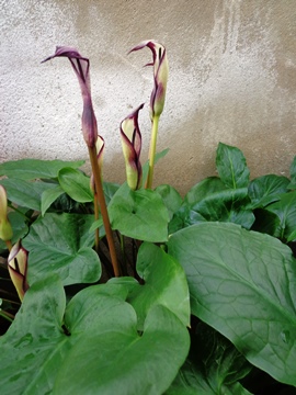 Arum korolkowii