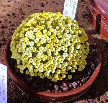 Dionysia khuzistanica Jamzad