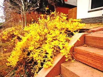 Forsythia x bronxesnsis DSC04860