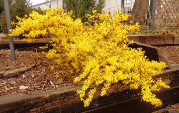 Forsythia x bronxesnsis DSC04862