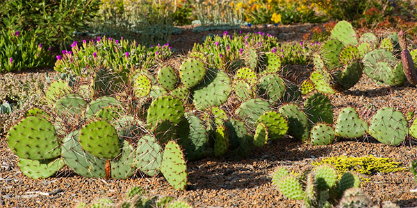 Green Roof Garden