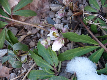 helleborus niger