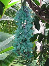 jade-vine-005-small.jpg