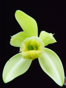 Vanilla planifolia flower