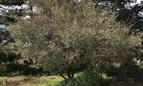 Shrub live oak