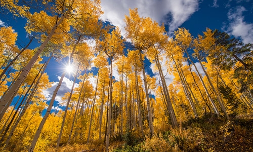 Aspen grove