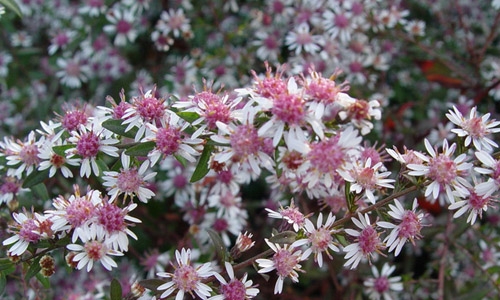 Symphyotrichum lateriflorum 'Lady in Black'