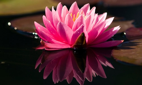 waterlily