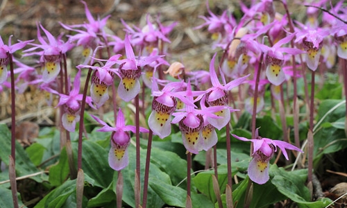 Calypso bulbosa thumbnail