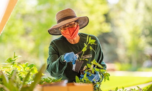 plant sale thumbnail