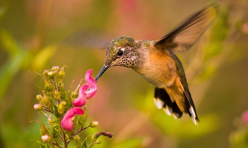 hummingbird thumbnail