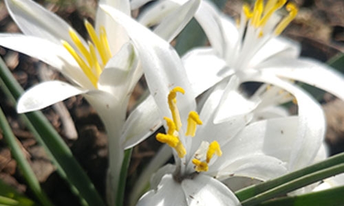 white flower thumbnail