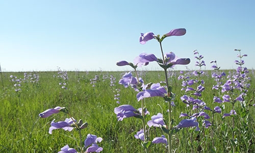 Penstemon grandiflorus thumbnail