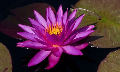 waterlily thumbnail