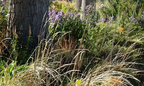 grasses thumbnail