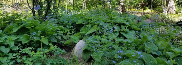 False forget-me-nots (Brunnera macrophylla)