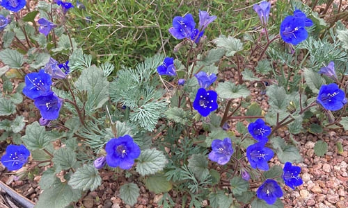 Phacelia campanularia thumbnail