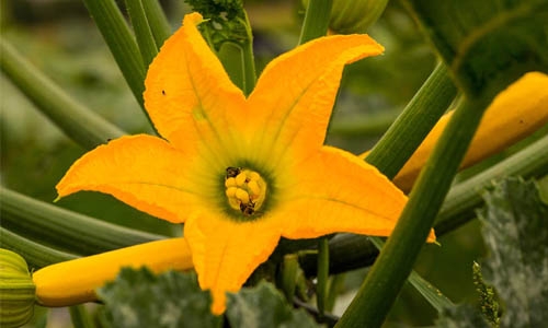 squash flower thumbnail