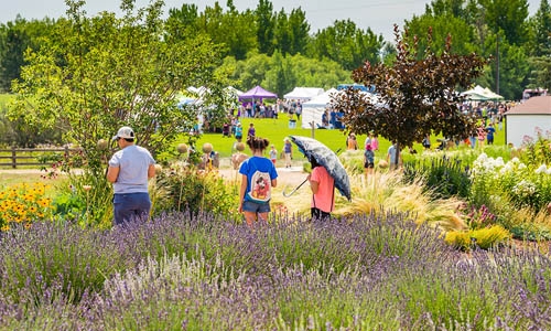 lavender fest thumbnail