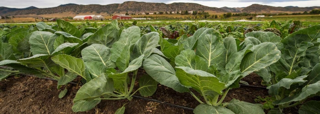 Spinach in a field with mountains in the background