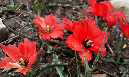 Tulipa thumbnail