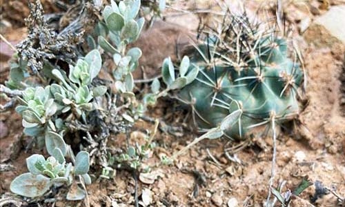 Sclerocactus glaucus