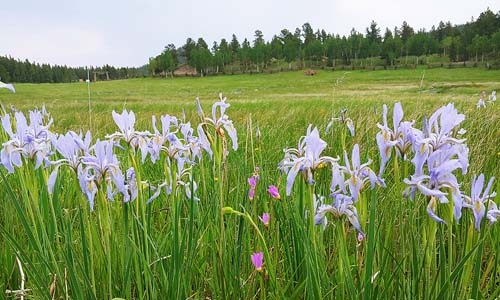 wild irises thumbnail