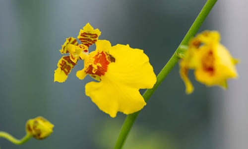 Oncidium hybrid thumbnail