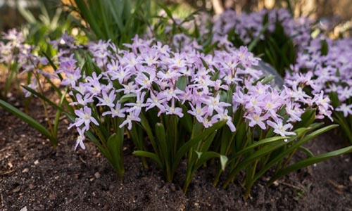 tiny purple spring blooms