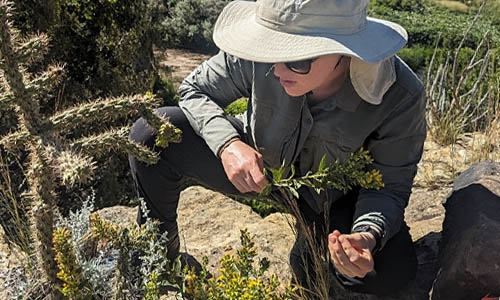 Collecting solidago capulinensis thumbnail