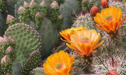 Echinocereus thumbnail