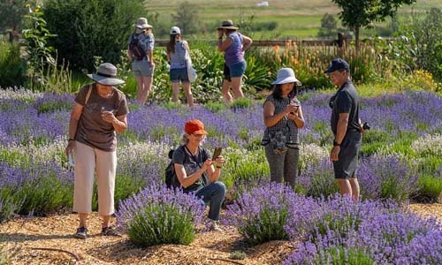 lavender garden thumbnail