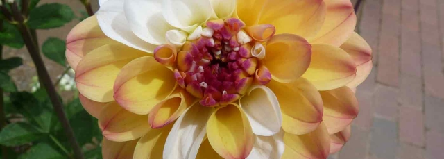 Flower with petals having a combination of white, orange and yellow