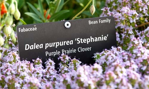 plant name plate thumbnail image