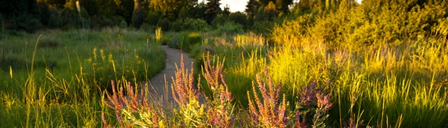 Grassy Field