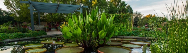 Image of a plant and lily pads on water