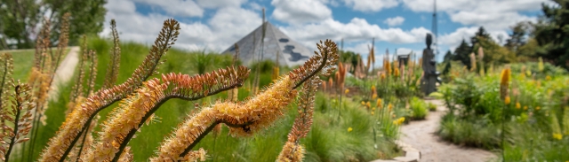 Ornamental Grasses