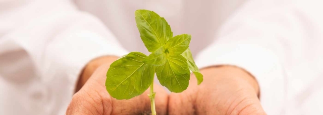 Hands holding a seedling