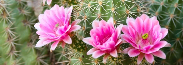 Cactus blooming