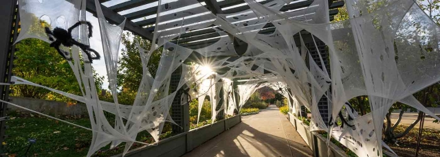 A large amount of fake spider webs and a large fake spider are wrapped around an arbor.