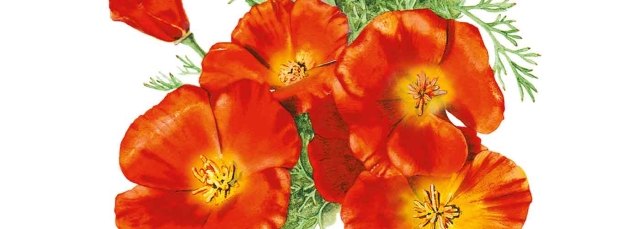 Meredith Feniak, "Mikado California Poppy," watercolor, 2015. Artwork © Botanical Interests, Inc.